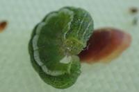 Cosmia trapezina