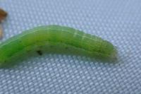 Hypena