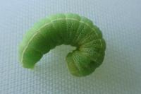Dryobotodes eremita