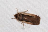 Ochropleura leucogaster