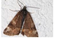 Boudinotiana notha