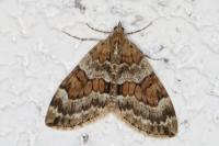 Thera britannica/variata