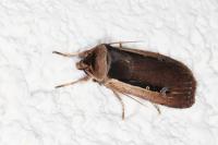 Ochropleura leucogaster