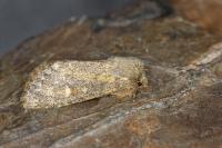 Dasypolia templi