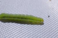 Orthosia