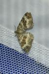 Epirrhoe alternata