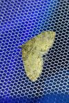 Lobophora halterata