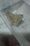 Macaria alternata