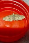 Eupithecia abbreviata