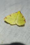 Opisthograptis luteolata