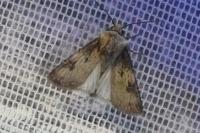 Agrotis puta