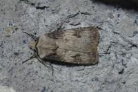 Agrotis puta