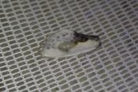 Cilix glaucata