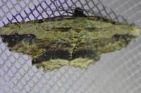 Menophra abruptaria