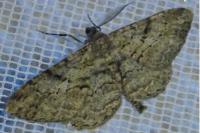 Peribatodes rhomboidaria rhomboidaria