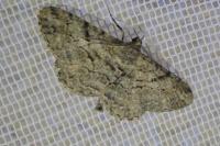 Peribatodes rhomboidaria rhomboidaria