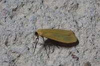 Wittia sororcula
