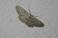 Idaea seriata