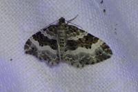 Epirrhoe alternata