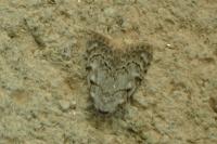 Nola confusalis