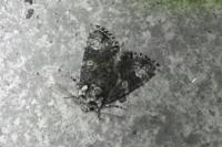 Craniophora ligustri