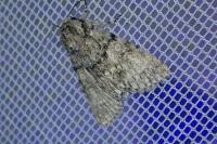 Acronicta megacephala