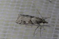 Eudonia angustea