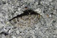 Gymnoscelis rufifasciata