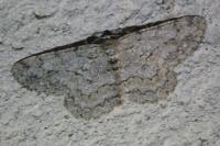 Hypomecis punctinalis
