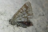 Chiasmia clathrata