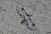 Eupithecia centaureata