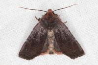 Conistra ligula