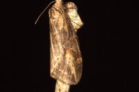 Chesias isabella