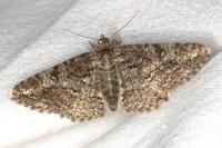 Cleora cinctaria