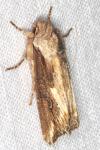 Egira conspicillaris