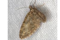 Eupithecia abbreviata/dodoneata