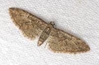 Eupithecia abbreviata/dodoneata