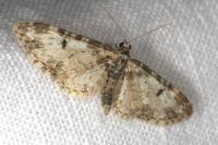 Eupithecia irriguata