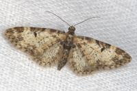 Eupithecia irriguata