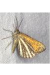 Isturgia limbaria
