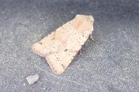 Spudaea ruticilla
