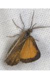 Isturgia limbaria