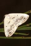 Lomographa temerata