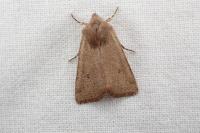 Spudaea ruticilla
