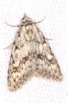 Nola cicatricalis