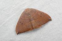 Watsonalla uncinula