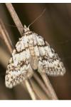Nola cicatricalis