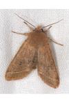 Orthosia cerasi