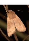 Orthosia cerasi