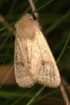 Orthosia cruda